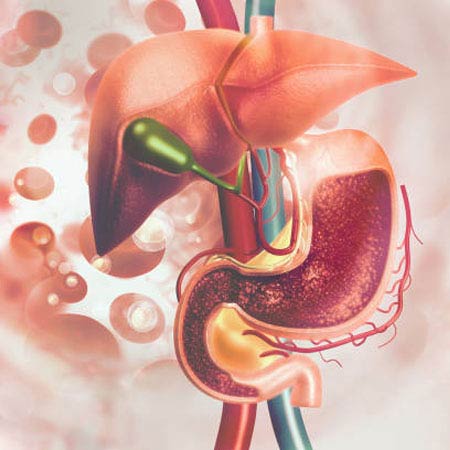 illustration of upper digestive system